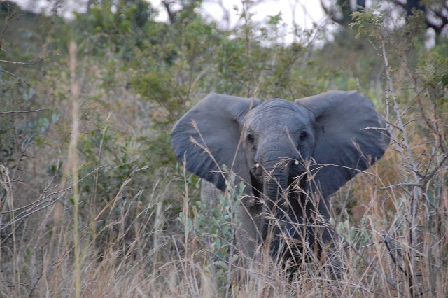 elephant1